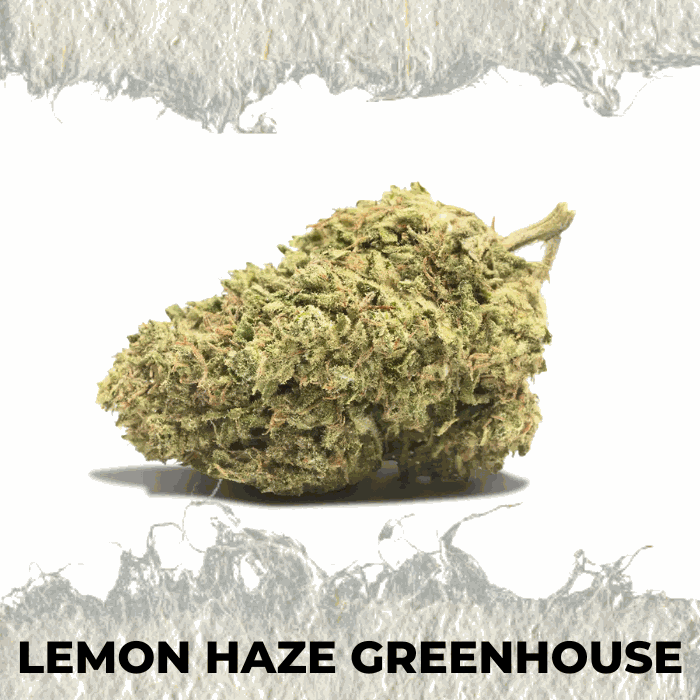 Lemon Haze Greenhouse cannabis bud showcasing fresh citrus aroma and vibrant colors.