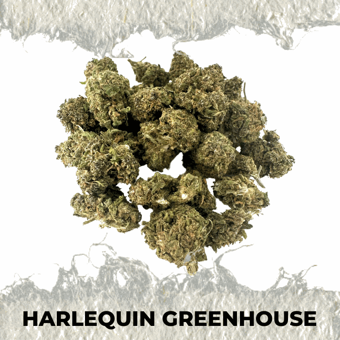 Close-up of Harlequin Greenhouse CBD hemp flower, showcasing its rich green buds and unique texture.