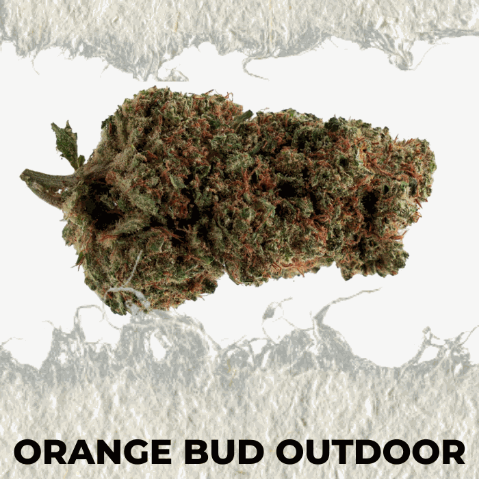 Fresh and vibrant Orange Outdoor cannabis bud with a citrus aroma and natural cultivation appeal.