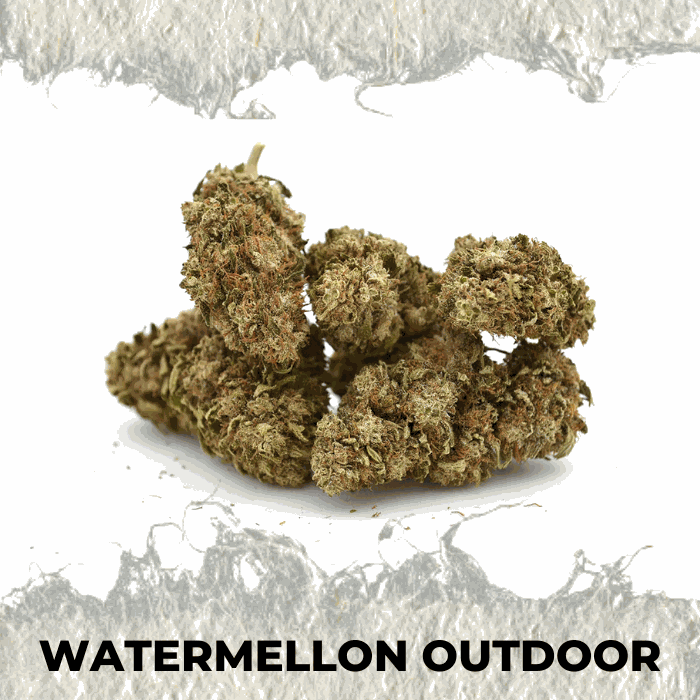 Premium Watermellon Outdoor CBD hemp flower, showcasing sweet, fruity aroma and outdoor-grown quality.