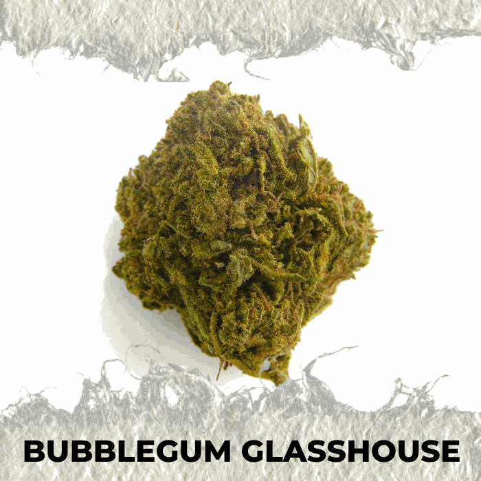 Premium Bubblegum Glasshouse CBD cannabis bud with a vibrant green color and fluffy texture.