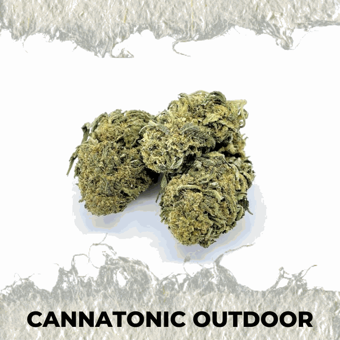 Cannatonic Outdoor CBD hemp flower with earthy and citrusy aroma, featuring a premium outdoor grown appearance.