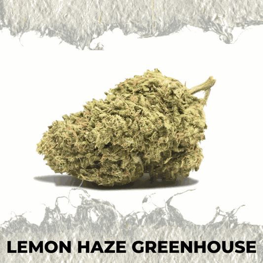 Lemon Haze Greenhouse cannabis bud showcasing fresh citrus aroma and vibrant colors.