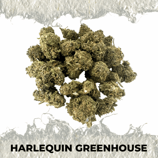 Close-up of Harlequin Greenhouse CBD hemp flower, showcasing its rich green buds and unique texture.