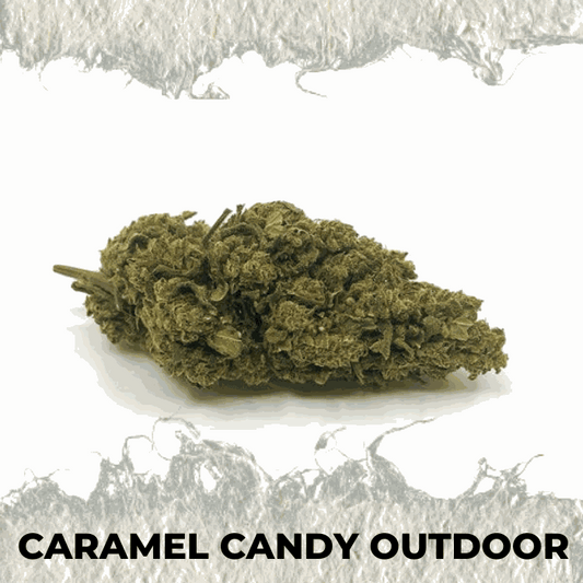 Close-up of Caramel Candy Outdoor CBD flower, showcasing its sweet aroma and natural outdoor cultivation.