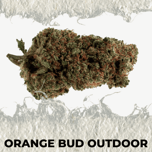 Fresh and vibrant Orange Outdoor cannabis bud with a citrus aroma and natural cultivation appeal.