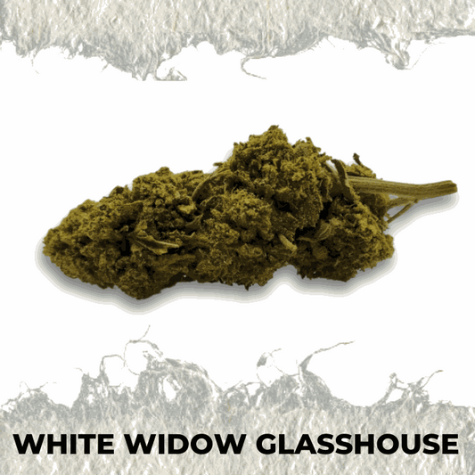Close-up of White Widow Glasshouse CBD flower showcasing its earthy and spicy aroma.
