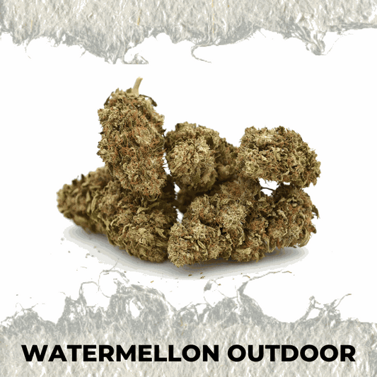 Premium Watermellon Outdoor CBD hemp flower, showcasing sweet, fruity aroma and outdoor-grown quality.