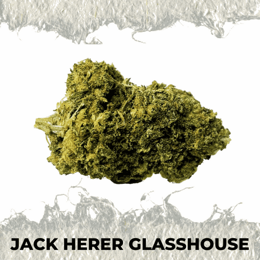 Jack Herer Glasshouse CBD flower, premium hemp bud showcasing vibrant green color and rich texture.