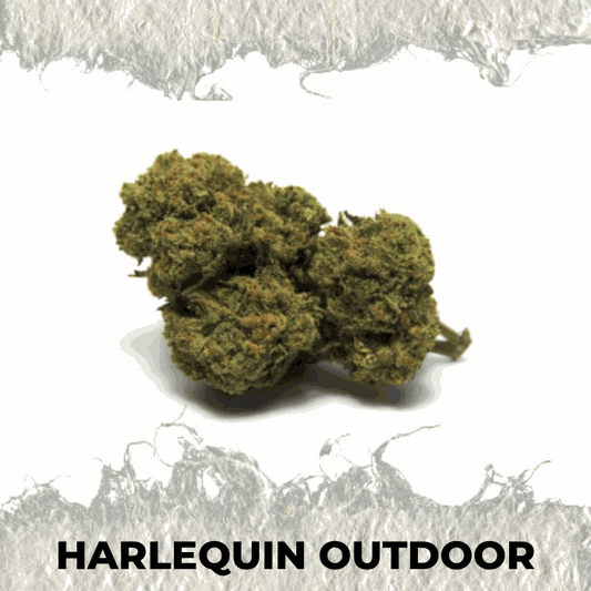 Harlequin Outdoor premium hemp flower with earthy and herbal notes, showcasing its vibrant green buds.