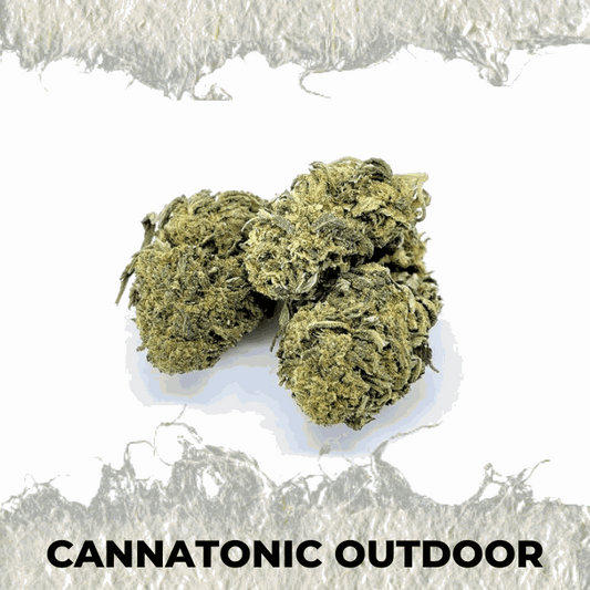 Cannatonic Outdoor CBD hemp flower with earthy and citrusy aroma, featuring a premium outdoor grown appearance.