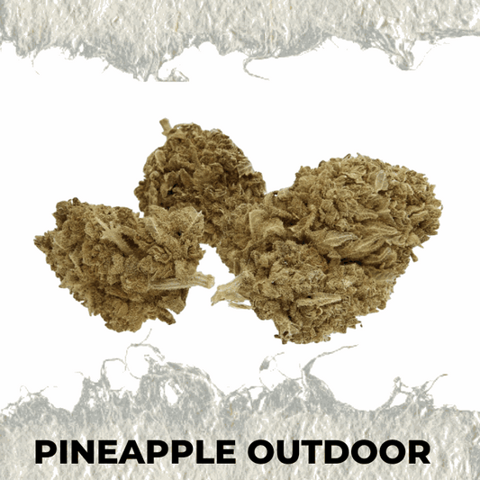 Pineapple Outdoor CBD flower, premium hemp with a tropical aroma, showcasing its natural, fresh profile.