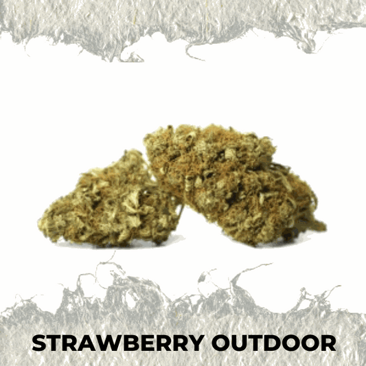 Strawberry Outdoor cannabis buds showcasing natural outdoor cultivation and flavorful aroma.